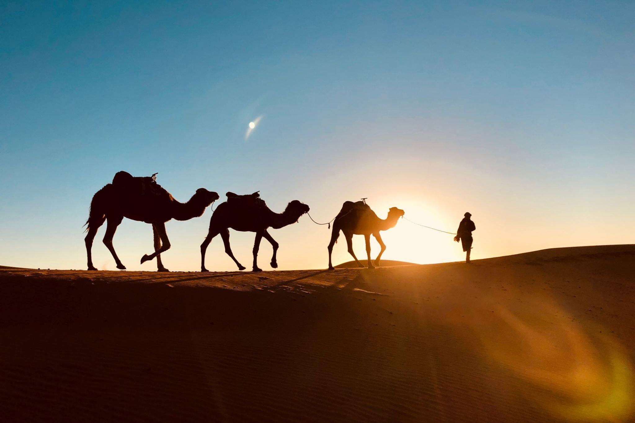 herdsman and his camels