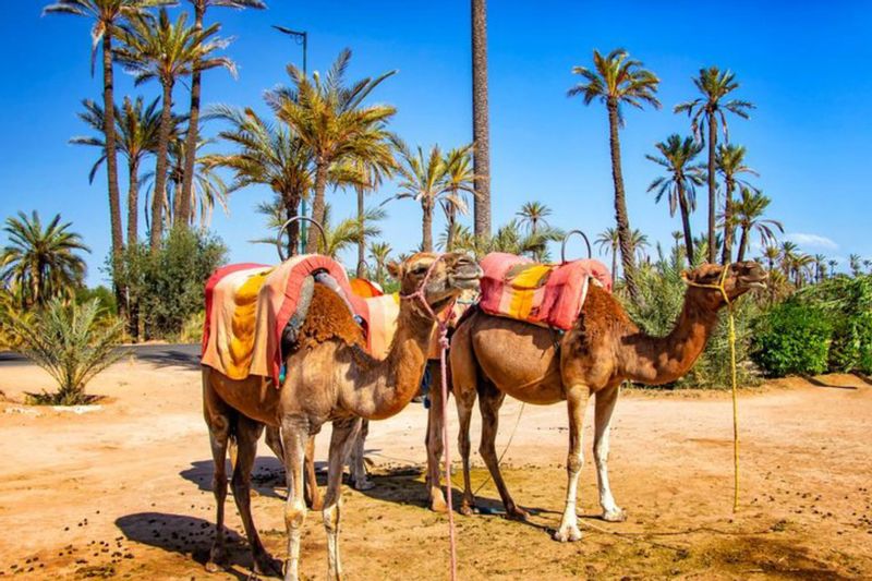 Tour from Marrakech